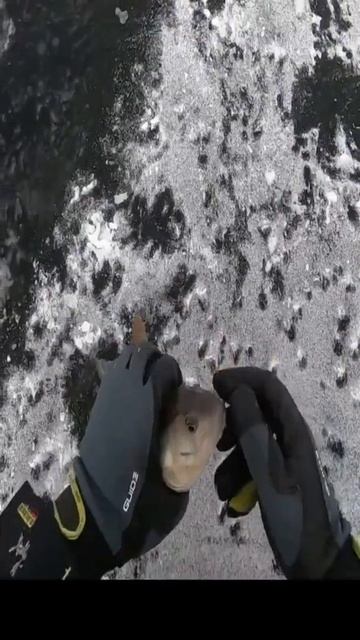 Мой рекордный окунь на зимнюю удочку. 9.12.2021 смотреть онлайн