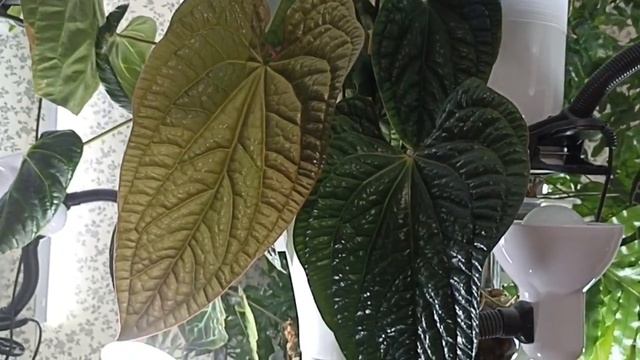 Комнатные Растения На Стойке В Апреле смотреть онлайн