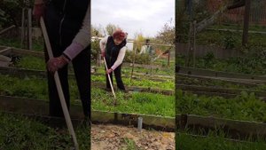 Как я сажала лук на зиму, где росли сидераты