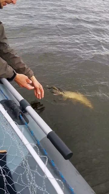 Поймал отпусти #джиг #рыбалка #fishing #щука смотреть онлайн