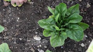 КАК ПРАВИЛЬНО СОБРАТЬ СОБСТВЕННЫЕ СЕМЕНА ШПИНАТА