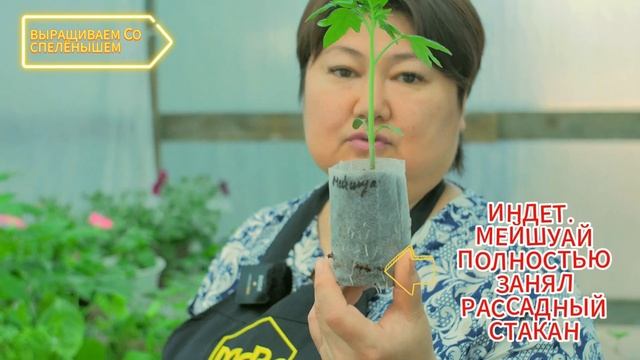 Рассаду больше не нужно сажать рано! Обзор рассады выр смотреть онлайн