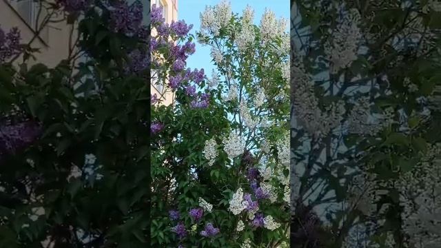 Сирень под моим окном🤗 смотреть онлайн