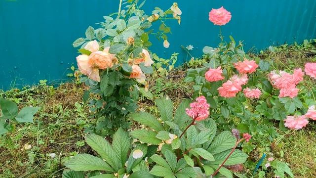 ДОЖДЬ И СИЛЬНЫЙ ВЕТЕР сделали свое дело. ГОРТЕНЗИИ И Р? смотреть онлайн