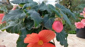 Бегония Иллюминэйшн Голден Пикоти(Begonia Illumination Golden Picotee