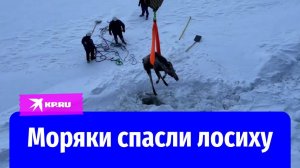 Моряки атомного ледокола «Якутия» спасли зажатую льдами Енисея лосиху