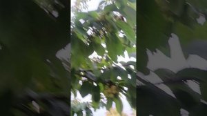 черешня майская2025