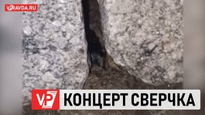 ПЕНИЕ СВЕРЧКА ПОПАЛО В ОБЪЕКТИВ ФОТОГРАФА «ВОЛГОГРАДСКОЙ ПРАВДЫ»