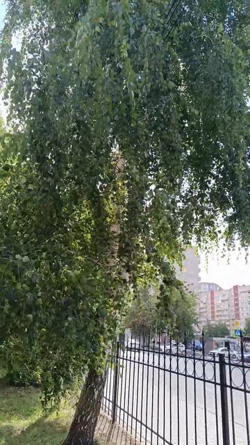 #корни смотреть онлайн