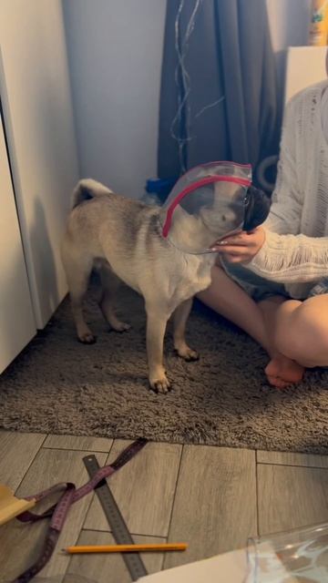 Шьём дождевик для собаки! 🐶 DIY ✨ Не забудь нажать на л? смотреть онлайн