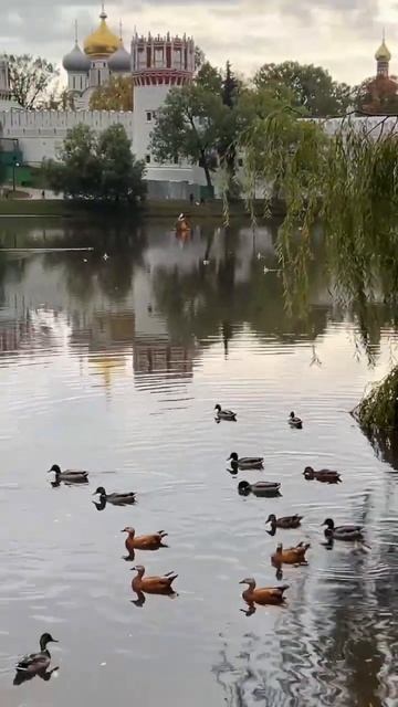 Новодевичий пруд. Москва