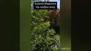Бузина Мадонна10 августа 2020 г.