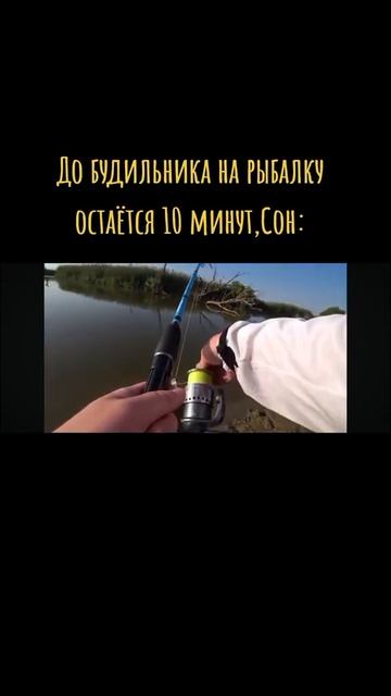 18.08.24 #сазан #крокодил #сон #рыбалка #жиза #жизаэто #донк? смотреть онлайн