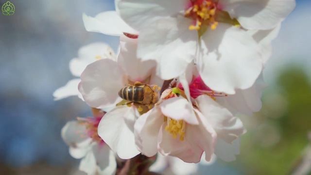 Отличная расслабляющая музыка для сердца и сосудов 🌿 Музыка лечит душу, снимает стресс #6