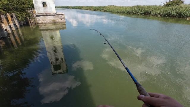 Судак на реке с берега  Река Маныч!!!