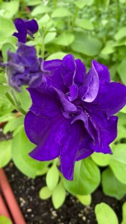 Петуния махровая #цветы #растения #garden #уход
