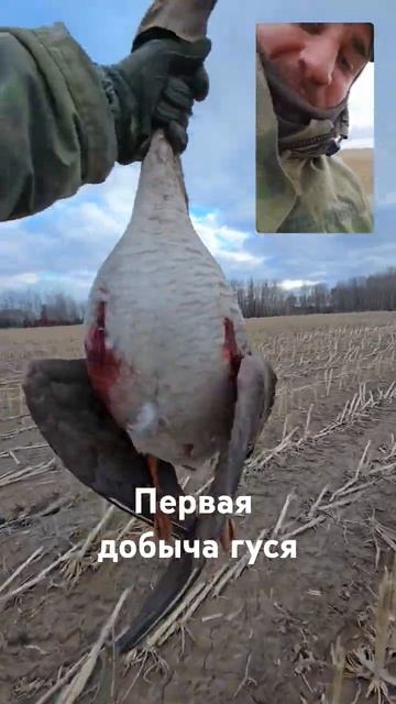 Добыча гуся на открытии охоты #гусь #открытиеохоты #ох? смотреть онлайн