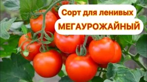🍅 ПОСАДИЛА 1 РАЗ ЭТОТ СОРТ ТОМАТОВ, ТЕПЕРЬ САЖАЮ ПОСТОЯННО, ЭТОТ ТОМАТ СМЕТАЮТ ПАЧКАМИ, ЛУЧШИЙ
