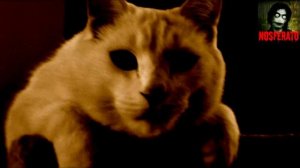 10 признаков того что в вашем доме приведения.