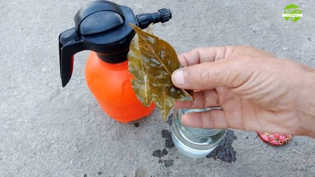 Чем подкормить листья огурцов смотреть онлайн