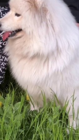 Самоед Милка🧸💞