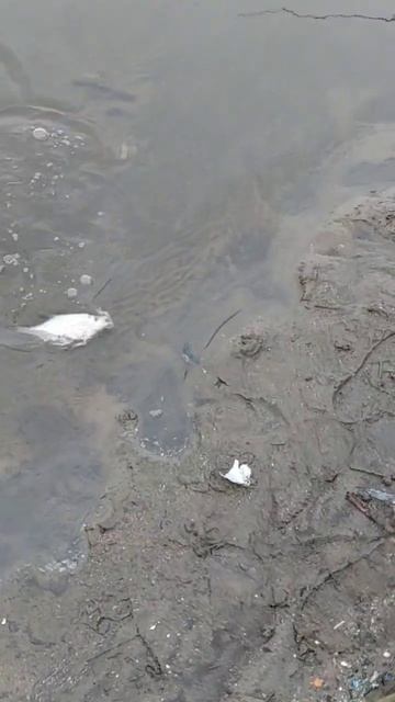 Плотва зимой на рыбалке. #рыбалка #зима # смотреть онлайн