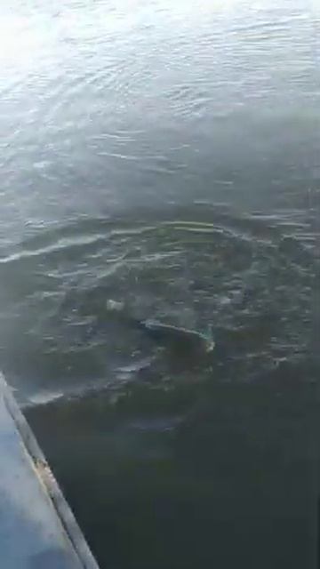 ТОРПЕДА 83 смотреть онлайн