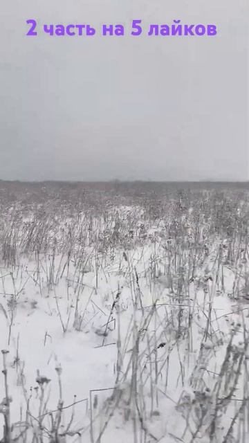 #лес #прогулка #лесок смотреть онлайн