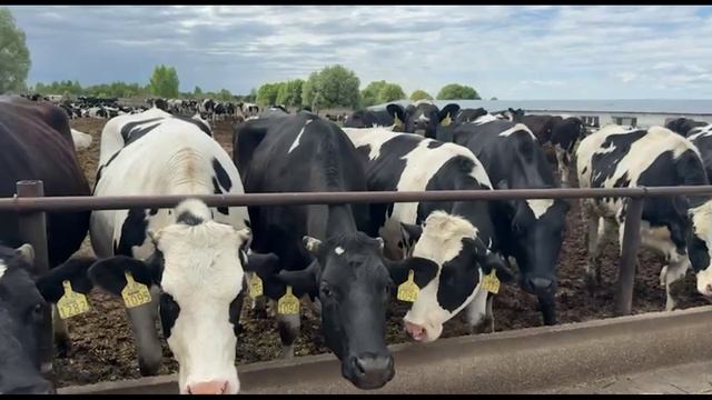 Фермерское хозяйство в Рязанской области