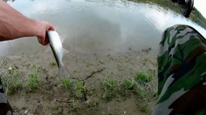 Рыбалка на реке Кубань - жерех.