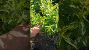 Спирея иволистная.Через год с момента черенкования.