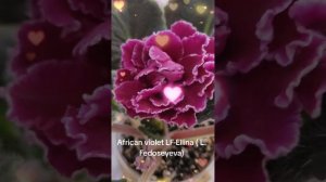 Африканская фиалка  ЛФ-Эллина ( Лилия Федосеева).  LF-Ellina