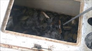 Зарыбление карпом верхнего водоёма 2500 кг. Клёвое мест?