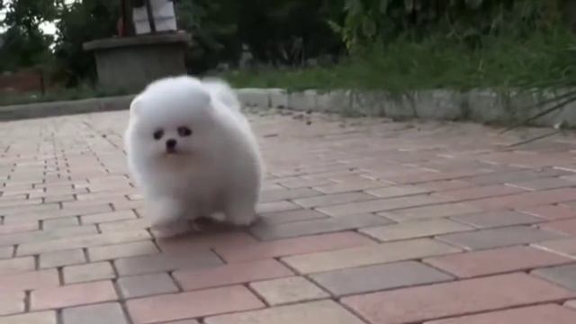 Померанский шпиц офигел и решил пофлексить! смотреть онлайн