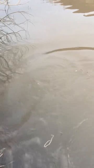 Алтайский зеркальный карп на турбазе Шинок смотреть онлайн