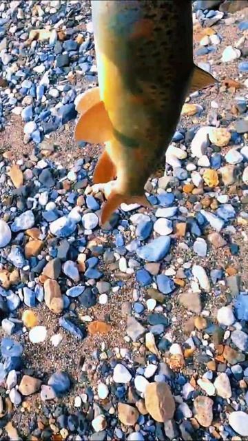 Ленок 2024. Трофейный ленок.  #рыбалка #хариус #тайга #лен? смотреть онлайн