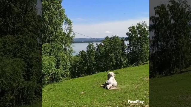 Дикая лошадь. смотреть онлайн