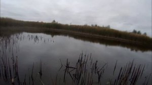 Ловля карася на боковой кивок в октябре...