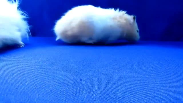 Смешные питомцы хомяки| Funny hamsters
