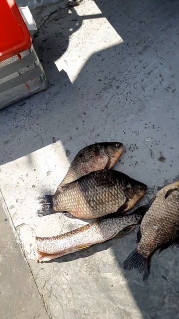 Истов - на Н -Бурейском водохранилище. смотреть онлайн