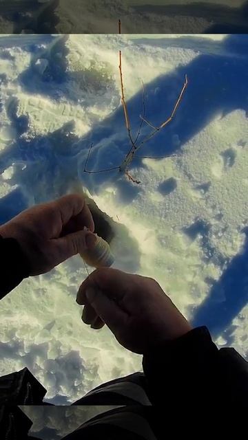 Ловим селигерских щук в марте.Киноочерк. #селигер #рыб? смотреть онлайн