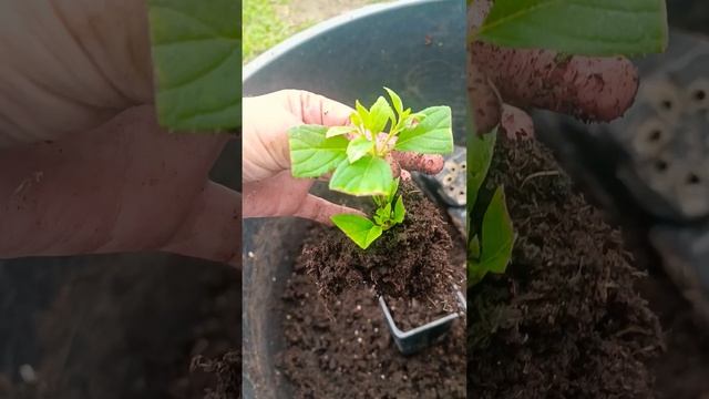 Зеленое черенкование гортензии геркулес.Сорт бомбиче смотреть онлайн