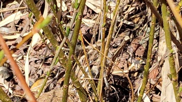 Змея, чуть не наступил. Приморский край. смотреть онлайн