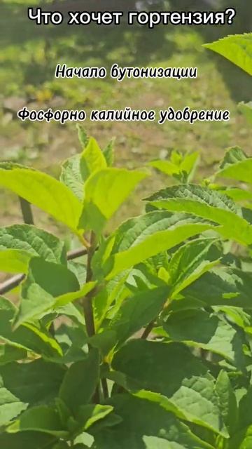 закладование бутонов - начало бутонизации у гортензий смотреть онлайн