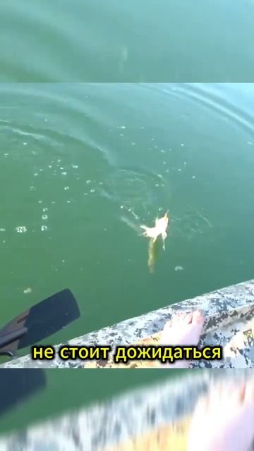 КАК ПРАВИЛЬНО ЛОВИТЬ КРУПНОГО ОКУНЯ! ПОЛЕЗНЫЕ СОВЕТЫ # смотреть онлайн