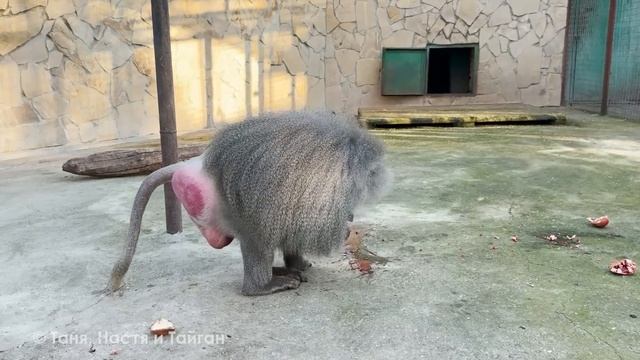 ТАК гранат НЕ ЕСТ НИКТО! Елисей удивил! Посчитал все ку смотреть онлайн