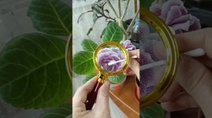 Опыление махровых глоксиний