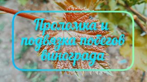 Проломка и подвязка побегов винограда. 13.05.25