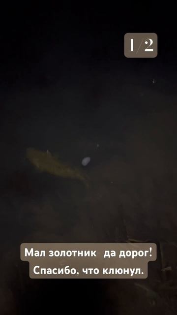 Ночной налим #налим смотреть онлайн