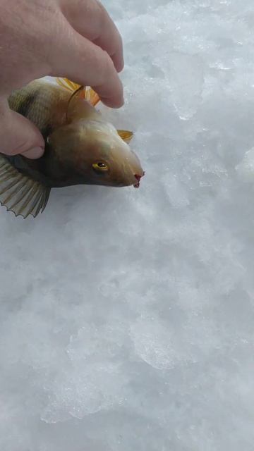 РЫБАЛКА на МОРМЫШКУ 🐟🌊 природа 🏡 отдых 🐟 лес 🌀 ре? смотреть онлайн